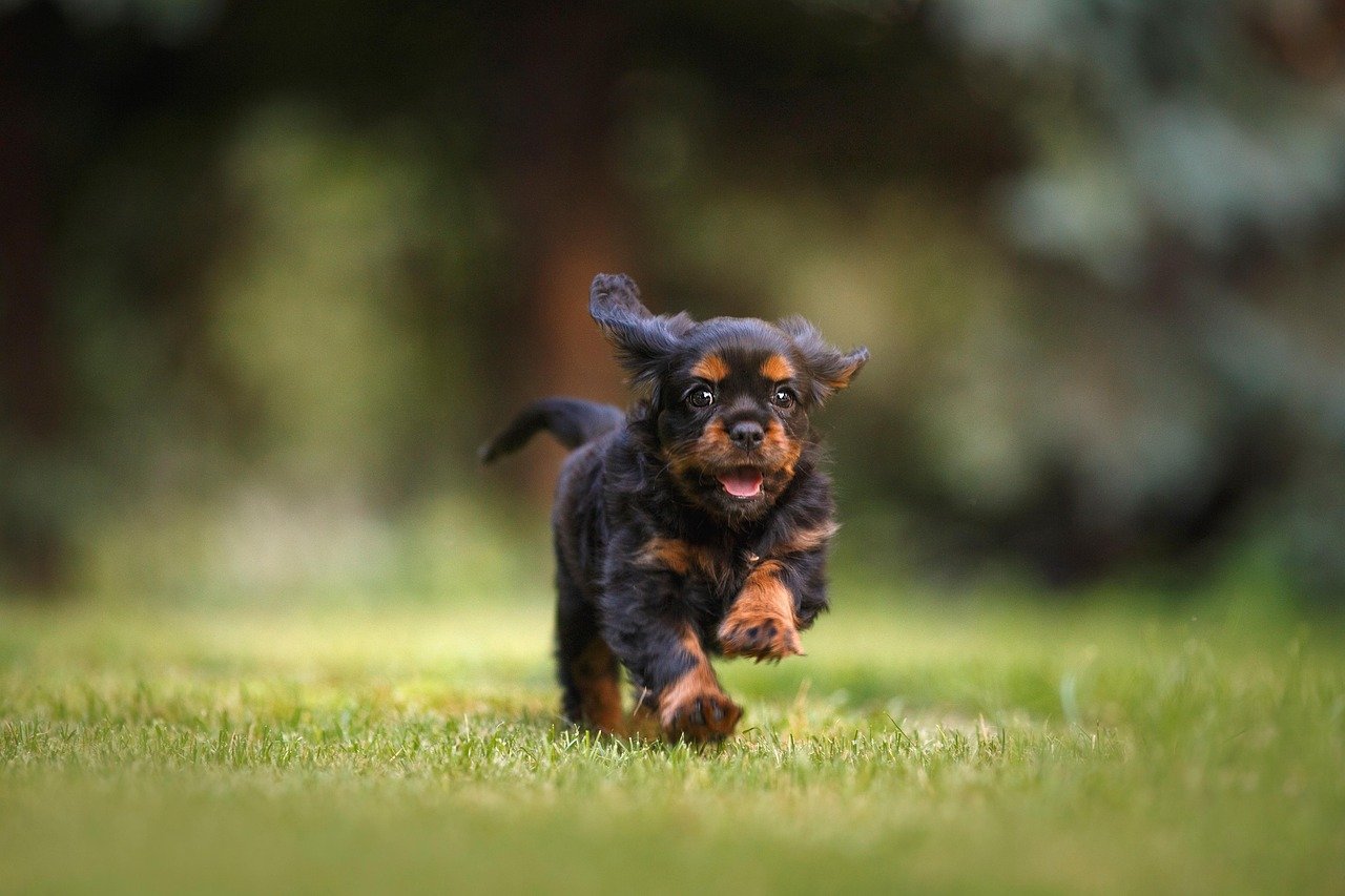 Whey pour chien : ce qu'il faut savoir avant d'en donner